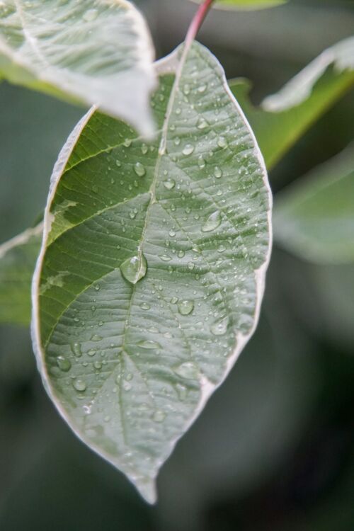 叶子绿叶被露珠覆盖的特写镜头新鲜雨绿色
