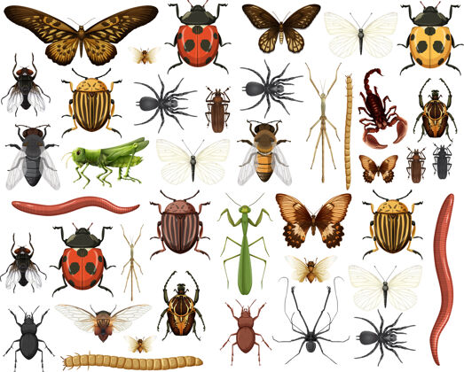 腿不同的昆虫收集隔离在白色背景上蚂蚁信息虫子