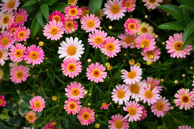 新鲜美丽的高角度拍摄的粉红色玛格丽特雏菊在阳光下的花园植物植物特写