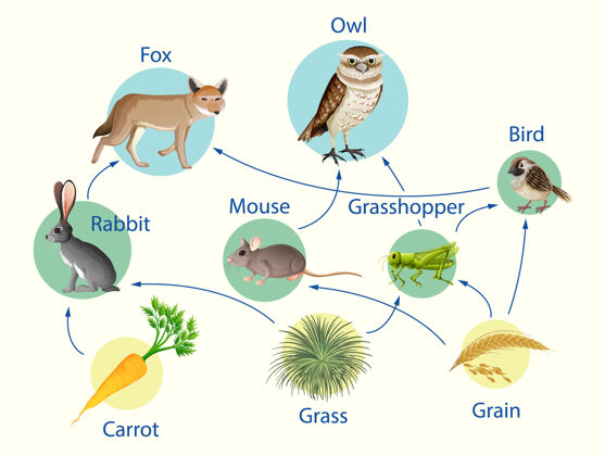 谷物生物教育海报食物链图生活喙食肉动物