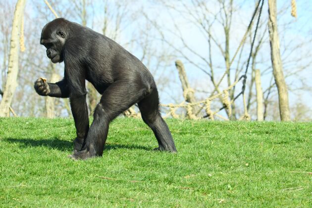 毛皮白天在绿草上行走的黑色大猩猩非洲黑色猿
