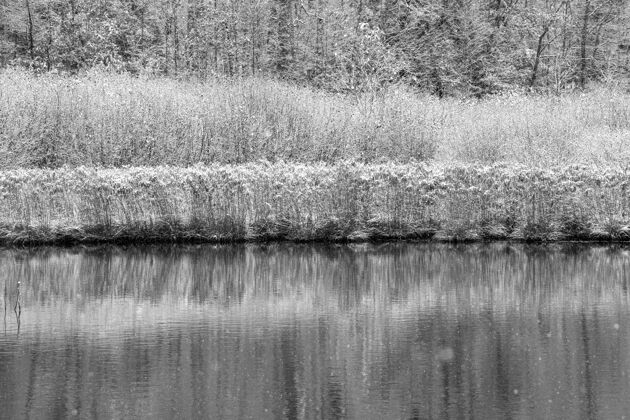 黑色水边白雪覆盖的植物的灰度照片风景针辣椒