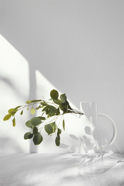 装饰抽象最小概念植物和阴影室内简单内部