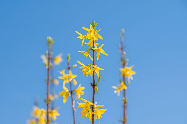 景观黄色野花的美丽镜头花束乡村充满活力