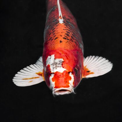 海洋顶视图彩色锦鲤鱼海底海洋鱼水下