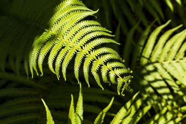 树叶热带蕨类植物叶子异国情调绿化热带