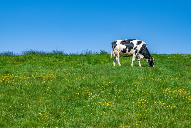 乡村黑白相间的奶牛白天在牧场上吃草土地村庄动物