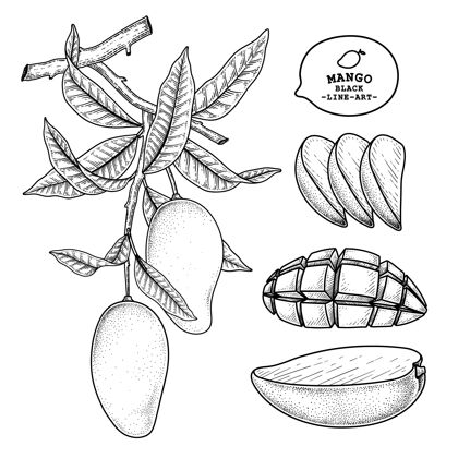 植物一套芒果水果手绘元素植物插图新鲜农场饮食