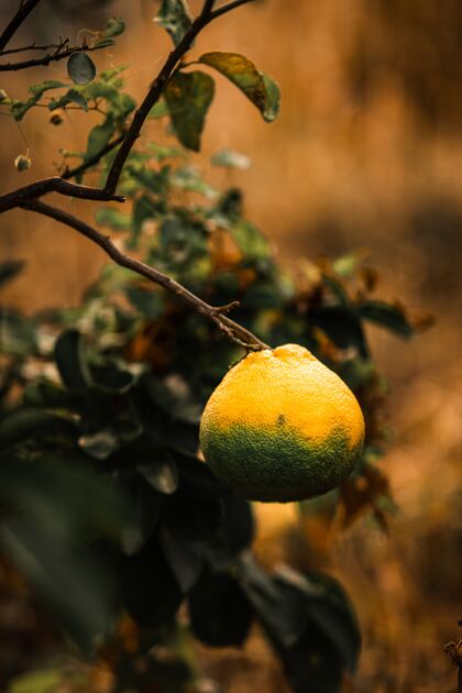 柑橘枝上挂着慢慢长大的黄橘子食物甜成熟