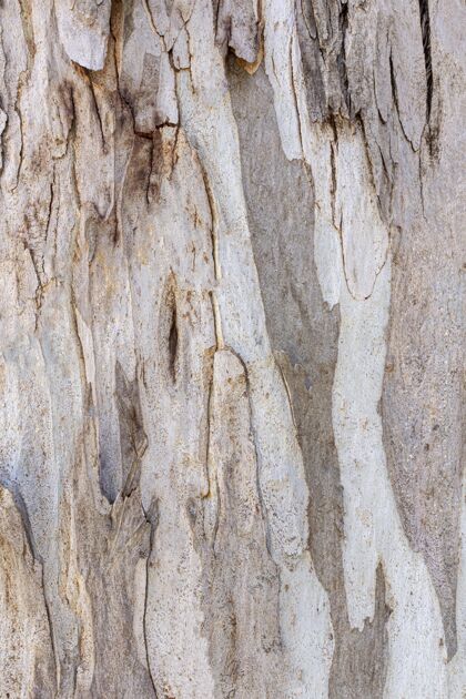 一致性树皮纹理正视图抽象木材生物