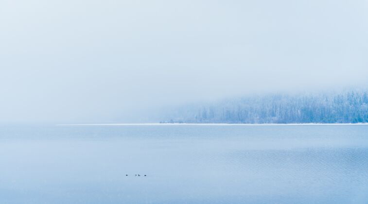 天气在雾中远处有一个美丽的湖 湖上长满了雪树季节自然河