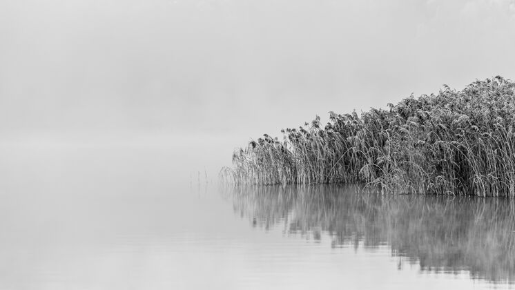 自然在雾天湖边雪树的灰阶照片和水中的倒影湖云场景