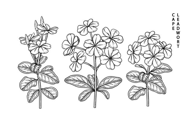 开花白花丹（海角）花卉手绘植物插图涂鸦花束热带