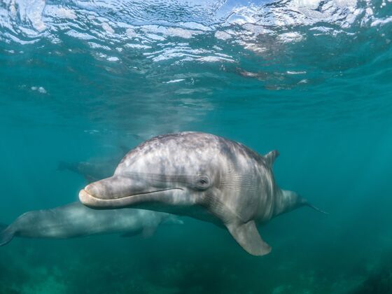 海洋一只普通宽吻海豚在海底过着他最好的生活的美丽镜头冲浪表演生活