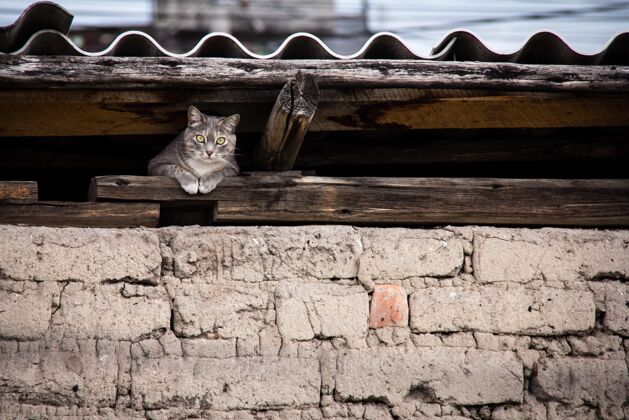 看一只猫躲在屋顶下的美丽镜头宠物混凝土家