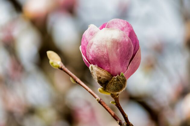 花园一颗粉红色的木兰花蕾轻轻地聚焦在树上开花季节模糊