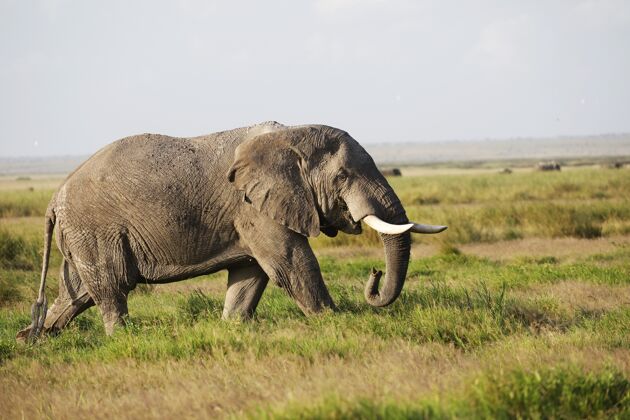 自然在肯尼亚安博塞利国家公园 大象在绿地上行走公园田野大象