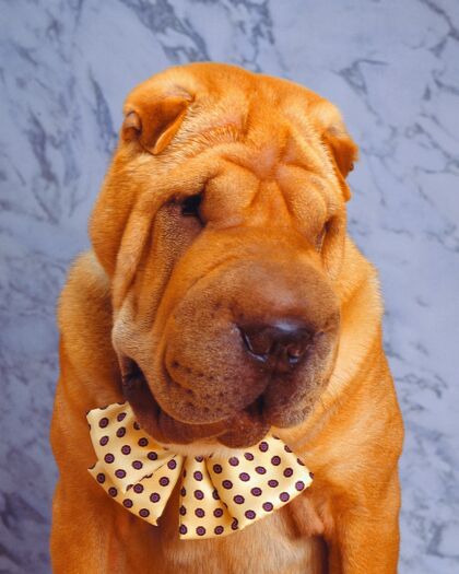 国内可爱的沙皮狗戴着领结狗宠物领带