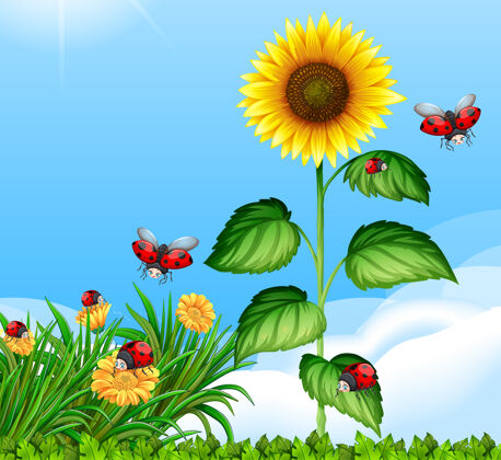 花瓣白天花园里的瓢虫和大向日葵的一片空白颜色景观昆虫