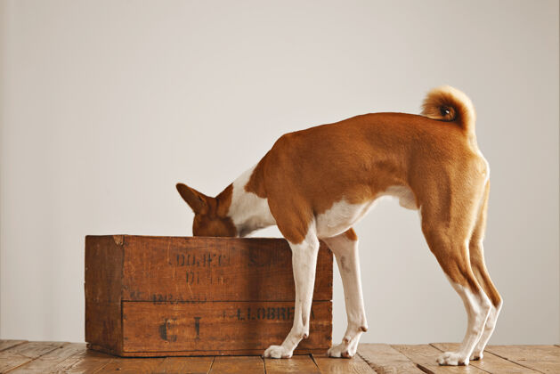 哺乳动物可爱的白色和棕色的basenji狗看在一个旧的棕色葡萄酒盒隔离在白色绝缘坐狗