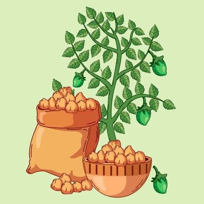 食品手工画鹰嘴豆和植物营养手工豆类