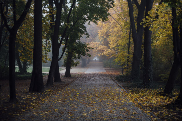 树叶秋天穿过公园的小路树秋天雾