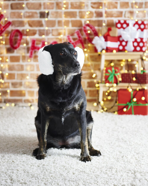 向上有趣的狗戴着白色的耳罩关闭圣诞节庆祝
