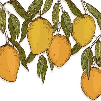 芒果植物芒果树插图水果模板树