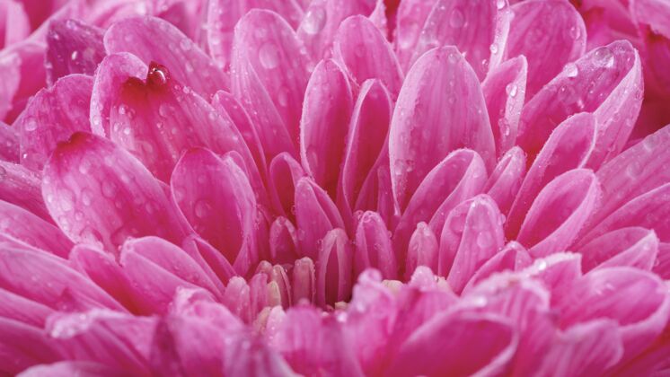 花把粉红色的湿花瓣合上户外生长植物
