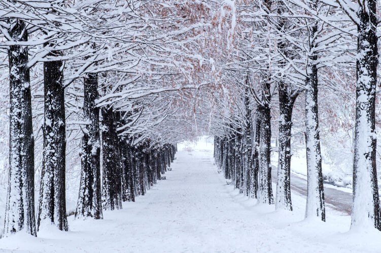 娱乐冬天的一排树下着雪冻结凉爽行动