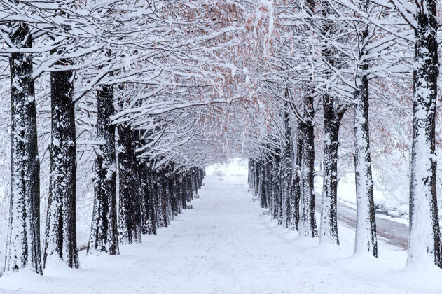 娱乐冬天的一排树下着雪冻结凉爽行动