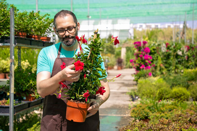 工人积极的男性花匠拿着花盆和开花植物 在温室里散步正面视图园艺工作或植物学概念花园拍摄匍匐植物