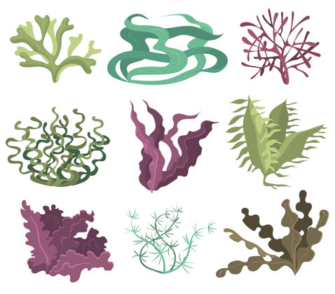 食物海洋海藻集绿紫色和棕色藻类隔离在白色背景矢量插图收集海洋生物 海洋植物 水下植物群 自然概念草夏天绿色