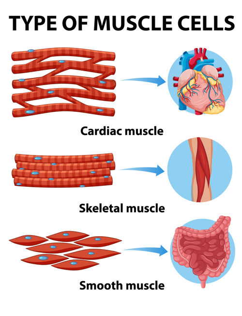 信息肌肉细胞的类型解剖解剖细胞