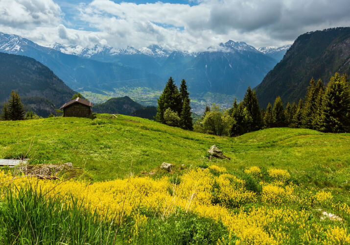 花夏季阿尔卑斯山风景与黄色野花草原斜坡 瑞士山脊瑞士草地