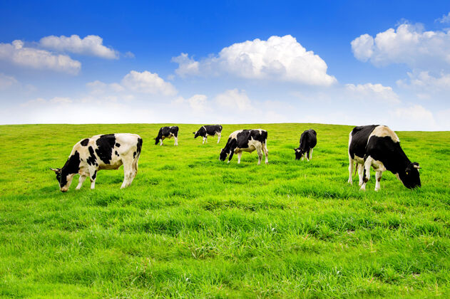 牧场绿野上的奶牛饲料牧场村庄