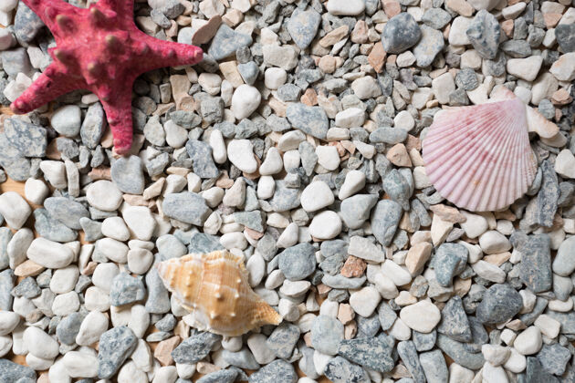 材料纹理的海岸覆盖着五颜六色的鹅卵石 贝壳和海星小河流夏天
