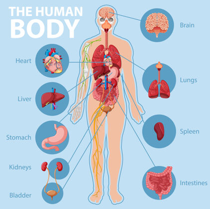 胃人体解剖学信息图人部位生物学