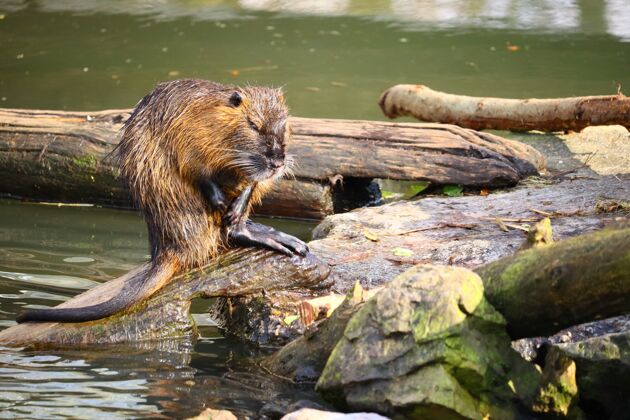 湖泊麝鼠站在河边砍下的木头上河流胡须自然