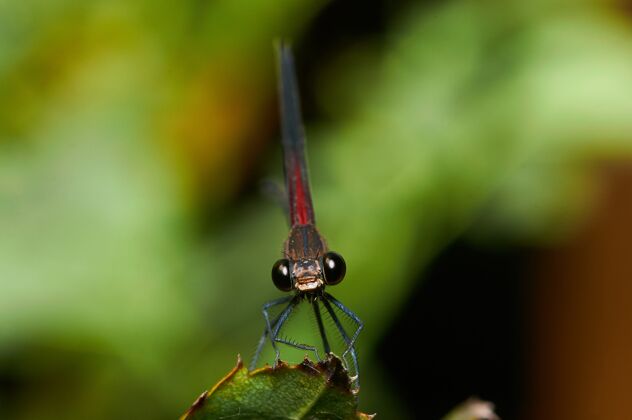 昆虫绿色植物上蜻蜓的宏镜头户外苍蝇环境