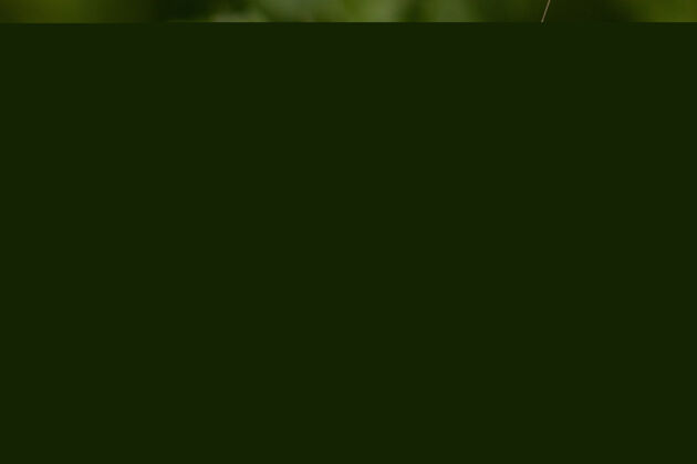 自然一个橙色和黑色昆虫坐在绿叶上的特写镜头户外乳头状花序翅膀