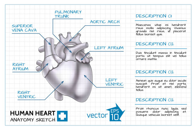 内医学心脏病学信息图绘图静脉心脏