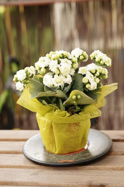 开花在桌子上的花盆里垂直拍摄白花花盆花植物学