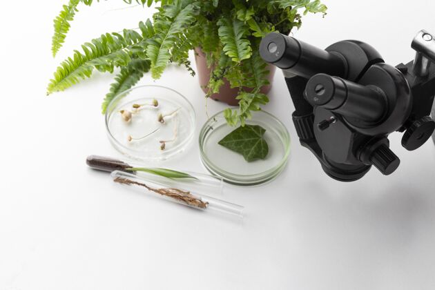 水平高角度植物和显微镜显微镜植物分类