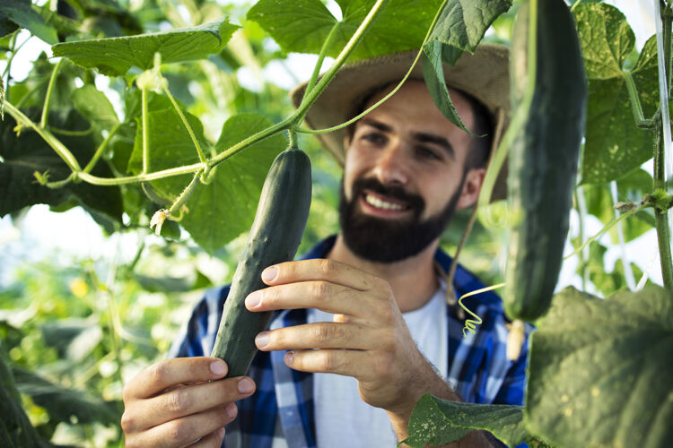 自然年轻的胡须男农民观察和检查温室蔬菜的质量植物叶园丁