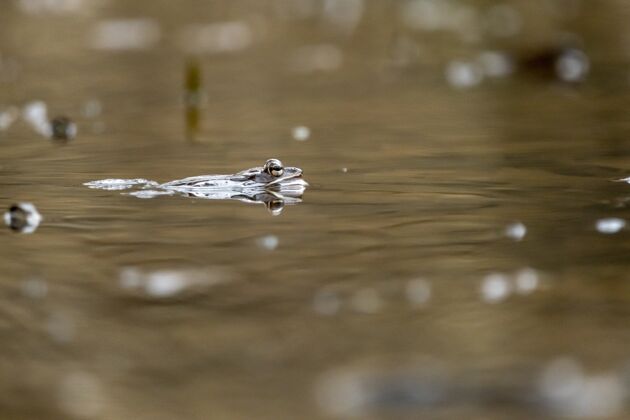 年轻一只青蛙在池塘里游泳的特写镜头公园头小