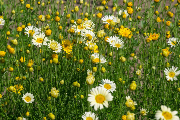 植物美丽的花卉植物图片盛开的雏菊关闭在一个明亮的夏天阳光明媚的一天花园草田野