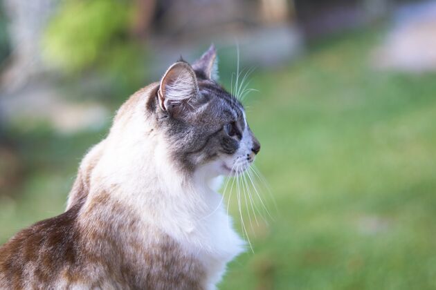 肖像一只漂亮的蓝眼睛白棕色猫的特写镜头家养猫宠物