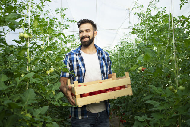 肖像年轻的微笑着的农民的肖像与新鲜采摘的番茄蔬菜 站在温室花园新鲜生产种植者
