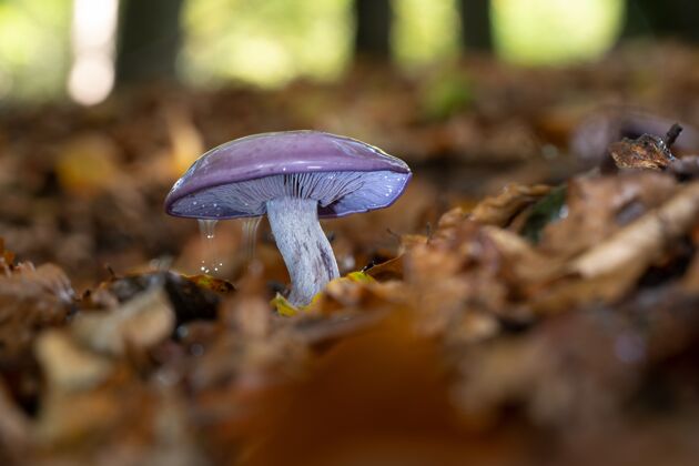 大自然特写镜头：一个生长在被树叶包围的森林里的野生蘑菇真菌食物植物